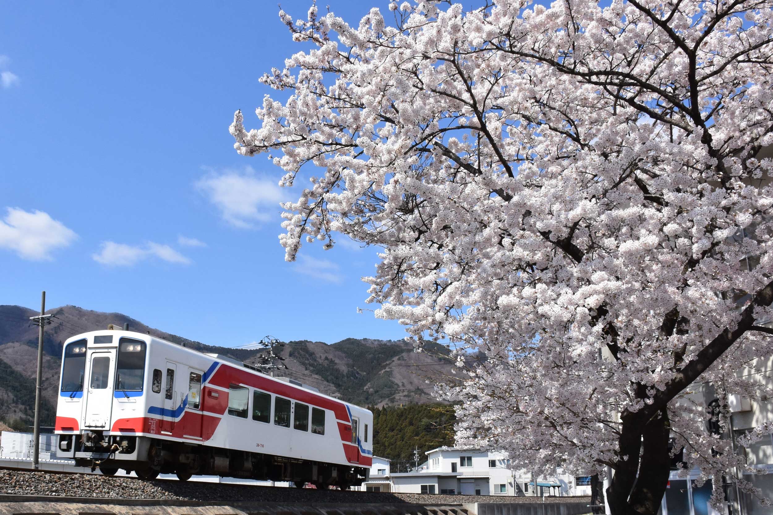 三陸鉄道と桜