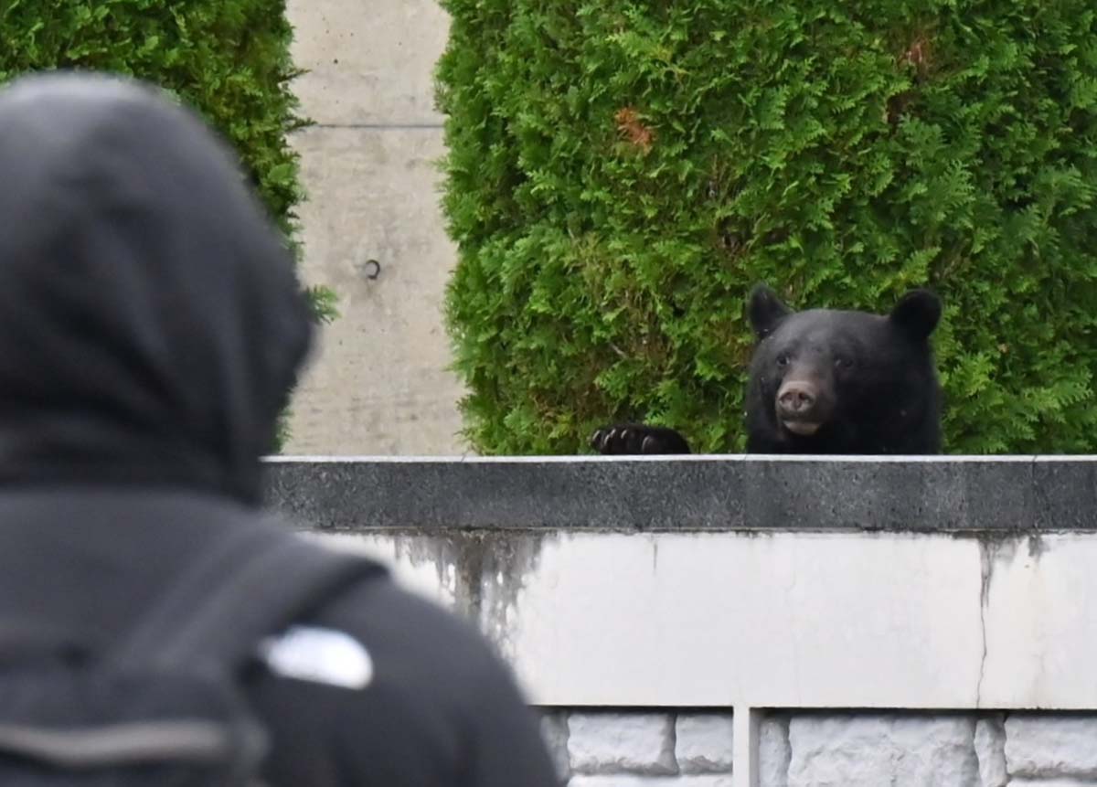 1位「クマ出没相次ぎ5人犠牲」 2025岩手十大ニュース | 岩手日報社 THE